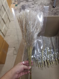 Hierba de Césped Seca Natural de Tailandia, Flor Seca para Decoración Floral, Arreglos de Ramos - Product Image 4