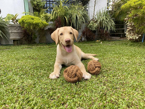 Manufacturer Coco Rope Ball Chew <b>Toys</b> Durable Pet Friendly Coir Ball Non-toxic Customized Size from Vietnam Factory Safimex - Product Image 1