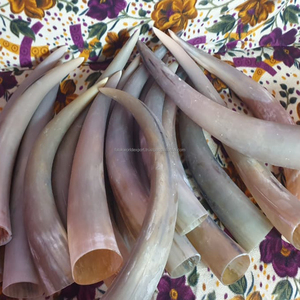 Venta al por mayor de pares de cuernos de toro decorativos naturales para la decoración del hogar Accesorios cuerno de buey vikingo por Falak World Export - Product Image 2