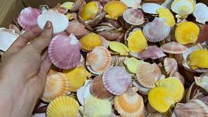 Coquilles de palourde naturelles nettoyées du Vietnam, couleurs variées, tailles mélangées, pour artisanat DIY, décoration murale, centres de table de mariage et bijoux. - Product Image 5