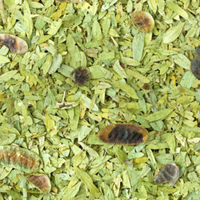 Feuilles de Senna Premium Dorées, Faible Teneur en Poussière, Haute Pureté, Sac PP 50kg, FitTree International Gujarat Inde, 24 Mois, Exportation en Gros