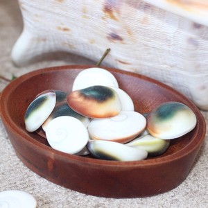 Coquilles de mer naturelles, opercules de Shiva, opercules bruts, coquilles œil-de-chat, prix le plus bas. - Product Image 5