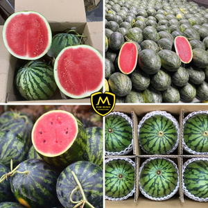 Sandía Fresca Vietnamita de Alta Calidad de Ho Chi Minh City, Socio de Exportación B2B Internacional Kim Minh - Product Image 3