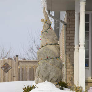 ผ้าใยปอกระเจา 100% ขนาด 7.8 นิ้ว x 100 ฟุต เป็นมิตรกับสิ่งแวดล้อม สำหรับพันต้นไม้ ป้องกันลำต้นไม้ เหมาะสำหรับงานจัดสวน - Product Image 3