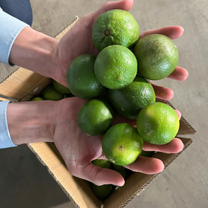 Citron vert frais, fruit d'agrumes mûr du Vietnam, stockage à froid, saveur naturelle, pour usage commercial - Product Image 2