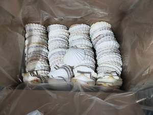 Conchas Marinas Naturales al por Mayor, Conchas de Vieira Pulimentadas de 10-13 cm para Manualidades, Hechas a Mano en Vietnam, Embalaje Seguro - Product Image 5