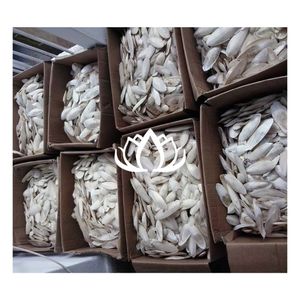 พร้อมส่ง ปี 2026 กระดูกปลาหมึก บล็อกแคลเซียมสำหรับนก สำหรับตัดแต่งจะงอยปากและกัดแทะในกรง - Product Image 1