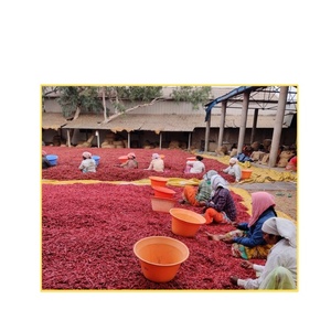 Paprika cru épicé au piment rouge séché entier de qualité supérieure, procédé de séchage publicitaire, vente en gros à des prix abordables - Product Image 6