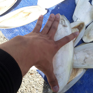 Bloque de Calcio, Hueso de Sepia de 2/4 Pulgadas, Trozos de Hueso de Sepia, Fabricante y Proveedor para Animales Pequeños 26 - Product Image 1