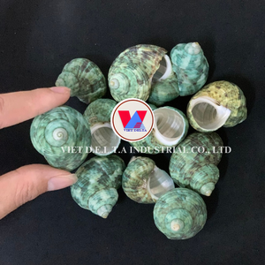 ของตกแต่งทำเองจากเปลือกหอยทะเลธรรมชาติ//เปลือกหอยแมงป่องแท้ 100% สำหรับงานฝีมือและการออกแบบ//เปลือกหอยที่สวยงาม - Product Image 5