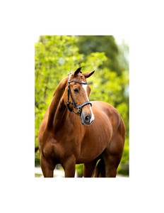 Brida de cuero occidental premium ajustable y duradera para entrenamiento y exhibición de caballos, brida de polo genuina para caballo - Product Image 6
