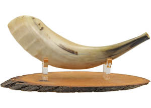 Venta al por mayor de alta calidad pulido Ram Horn Shofar decoración del hogar natural genuina para la venta por CRAFTSY HOME - Product Image 4