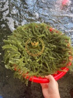 Vente Chaude : 100% Algues Marines Séchées (Caulerpa Lentillifera/Umibudo Lato) Takimex Global Export Vietnam