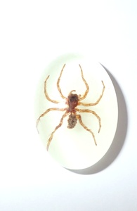 Araña Fantasma, Espécimen Real, Cabujón de Plástico Ovalado de 18x25 mm, Base Plana Brillante para Manualidades y Joyería - Product Image 3