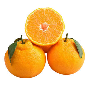 Naranja ombligo fresca/naranja mandarina fresca/naranjas - Product Image 6