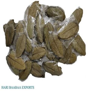 YAMUNA Hojas de Guayaba Secas Naturales Ecológicas de Menos de 10 cm/3.93 Pulgadas para Acuario, Paquete de 100 Hojas - Product Image 4