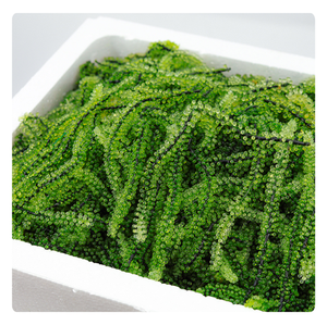 สาหร่ายทะเลอบแห้งออร์แกนิกจากเวียดนาม คุณภาพพรีเมียมสำหรับการส่งออกในราคาที่แข่งขันได้ - Product Image 5