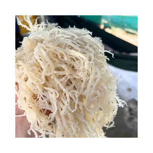 Alga Marina Gelatinosa de Vietnam, Mejor Precio de Fábrica, Alga Marina Orgánica Natural Fresca Comestible - Product Image 1