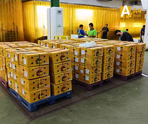 Trozos de Durian Congelados de Tailandia, Dulces y Cremosos, Monthong para el Mercado Global, Premium, 500g, 14 Días de Duración - Product Image 6