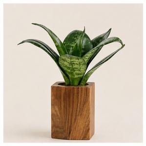 Maceta Moderna Hecha a Mano de Madera Sólida para Plantas de Interior, Ecológica y Natural, para Oficina, Escritorio y Hogar - Product Image 3