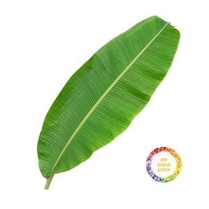 Hojas de Plátano Congeladas y Envasadas al Vacío, Grado Premium para Almacenamiento a Largo Plazo y Exportación Global - Product Image 1