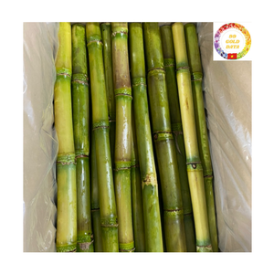 Palitos de Caña de Azúcar Congelados IQF |   Caña de Azúcar 100% Natural Fresca para Jugos, Uso en Bares y Playas, Proveedor de Exportación a Granel - Product Image 5