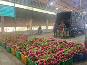 Fruit du dragon frais, goût sucré, origine vietnamienne, qualité d'exportation - Product Image 3