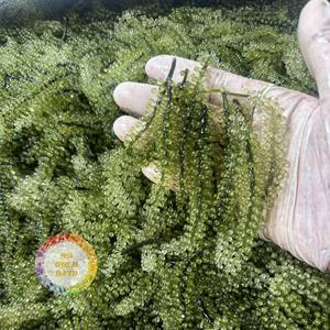 Vente directe usine : Chips de jackfruit naturelles couleur jaune doré pour le marché britannique (pause thé) – Vente en gros à bas prix, haute qualité - Product Image 1