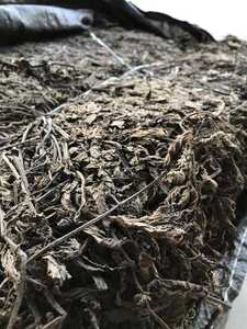 หญ้าเจลลี่แห้งแบบเป็นก้อน สำหรับยาสมุนไพรและการผลิตเครื่องดื่มเพื่อสุขภาพ ได้รับการรับรองมาตรฐาน ISO จากเวียดนาม - Product Image 4