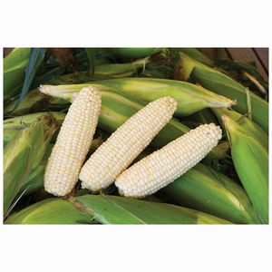 Maíz Blanco Fresco de Cosecha Nueva, Sin Transgénicos, Maíz para Palomitas, Maíz Dulce Blanco Congelado Entero - Product Image 6