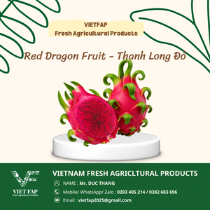 Dragon <span class=keywords><strong>fruit</strong></span> rouge <span class=keywords><strong>de</strong></span> qualité supérieure, 100 % frais, disponible en OEM et ODM, le meilleur du marché, <span class=keywords><strong>fruit</strong></span> du dragon rouge courant en agriculture. - Product Image 2