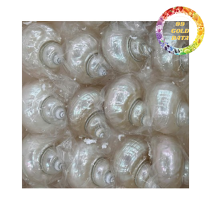 เปลือกหอยเป๋าฮื้อธรรมชาติคุณภาพสูงขัดเงาสำหรับงานฝีมือและของขวัญ - Product Image 5