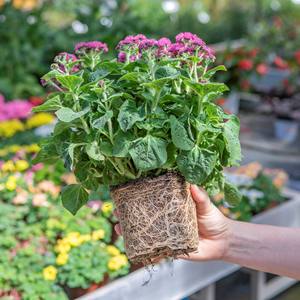Bloc de fibre de coco 100% naturelle triplement lavée 5 kg – Substrat écologique et biodégradable pour sacs de culture de jardin - Product Image 4