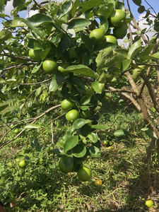 Citron vert sans pépins de qualité supérieure, naturel, frais, du Vietnam - Normes internationales, bon pour la santé, type ANNA DO - Product Image 6