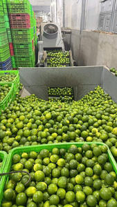 Citron/lime frais sans pépins, qualité supérieure, grade 1 : fruits de grande taille, brillants, peau fine, beaucoup de jus / Mme Lima - Product Image 4