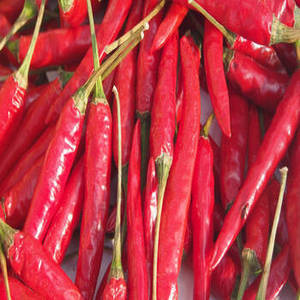 Nueva Cosecha de Chile Rojo Entero Indio, Producto a Granel de Primera Calidad para Compradores Internacionales que Buscan Pimientos Secos Indios Auténticos - Product Image 6