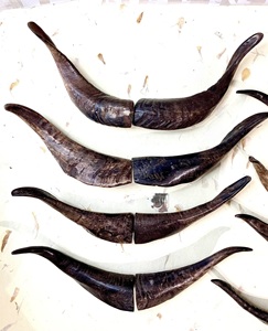 Paires de cornes de chèvre naturelles, finition rustique, écologiques, neuves, de haute qualité pour la décoration et l'artisanat - Product Image 2