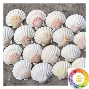 เปลือกหอยเชลล์ธรรมชาติสีขาว ขนาด 3-5 ซม. 8-13 ซม. สำหรับขายส่ง ตกแต่งชายฝั่ง งานฝีมือ และร้านขายของขวัญ - Product Image 5
