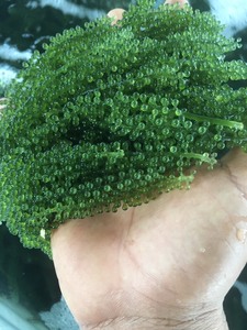 Dried Sea Grapes natural Caulerpa lentillifera material for salad topping sushi garnish ingredient Vietnam supplier - Product Image 5