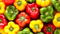 Poivron ou capsicum de couleur variée frais, rouge, vert, jaune, origine Vietnam