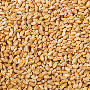 Vente en gros de blé de qualité supérieure, prêt à être expédié, qualité alimentaire, service OEM, approvisionnement en vrac, meilleure qualité pour l'exportation - Product Image 6