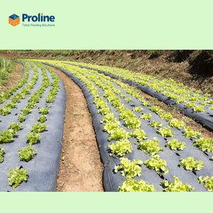 Film de paillage double noir en PE de grande taille pour serres agricoles multi-travées, contrôle de l'humidité du sol, résistant aux UV, prix compétitif - Product Image 5