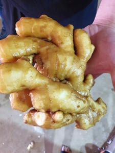 Fourniture de gingembre naturel du Vietnam frais et séché en vrac au meilleur prix - Product Image 5