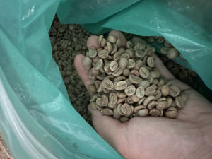 เมล็ดกาแฟเวียดนามอาราบิก้า THA1 กระบวนการฮันนี่ ฟาร์มเคาดัต จังหวัดลัมดง เวียดนาม เกรดพรีเมียม ผลผลิตใหม่ MOQ ต่ำ - Product Image 2