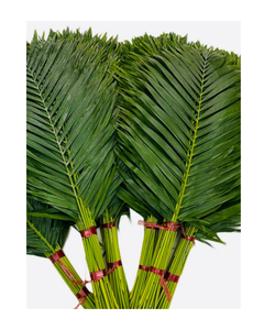 OFERTA ESPECIAL: Hojas de Coco Frescas de Alta Calidad de Vietnam - Product Image 2