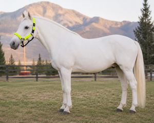 Cuerda de Nailon Amarillo Neón para Caballos con Detalles Negros para Uso Ecuestre - Product Image 1