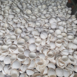 Carne de Coco Congelada IQF de Vietnam para Alimentos, para Fabricantes a Gran Escala y para Mejorar la Textura de los Platos, 99 Gold Data - Product Image 4