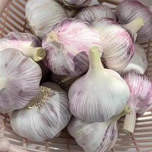 Premium Organic <b>Garlic</b> Unbeatable Quality, Affordable Prices - <b>Fresh</b>, Pure, and White Wholesale Bulk Supplier at Cheap price - Product Image 2