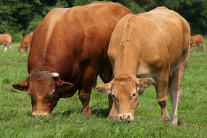 Bovins vivants du Limousin pour la distribution en gros et le commerce international Afrique du Sud NMF (PVT) LTD - Product Image 2