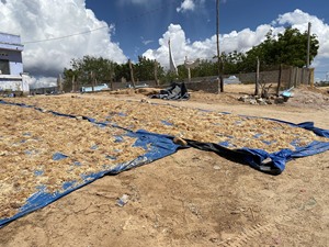 Mousse de Mer Algues Fraîches pour Créations Culinaires et Production de Boissons Origine Vietnam - Product Image 4